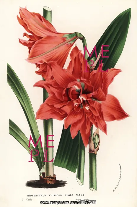 : Hippeastrum reginae : Hippeastrum reginae