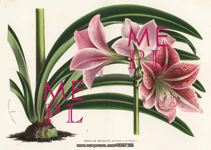 : Hippeastrum reticulatum : Hippeastrum reticulatum