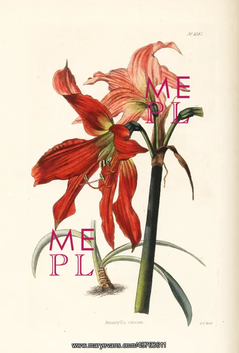 : Hippeastrum striatum : Hippeastrum striatum