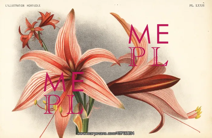 : Hippeastrum stylosum : Hippeastrum stylosum