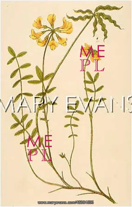  : HIPPOCREPIS COMOSA
