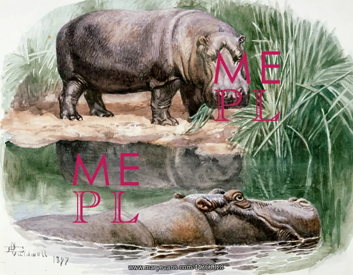 : Hippopotami, 1897 : Hippopotami, 1897