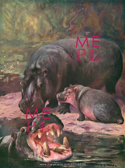 : HIPPOPOTAMI 1909 : HIPPOPOTAMI 1909