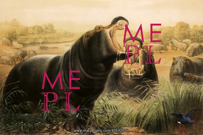 : Hippopotamus : Hippopotamus