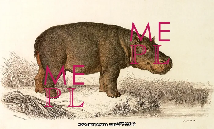  : Hippopotamus