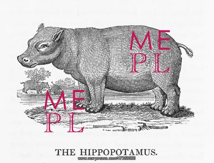  : HIPPOPOTAMUS (BEWICK)