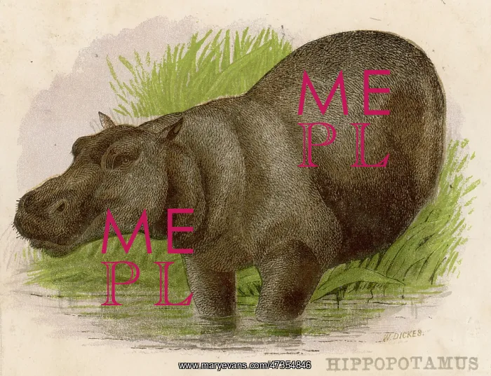 : Hippopotamus - circa 1880s : Hippopotamus - circa 1880s