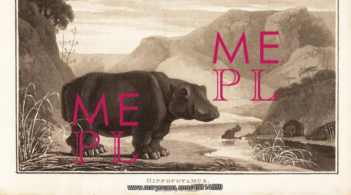  : Hippopotamus, Hippopotamus amphibius, near a river in Africa