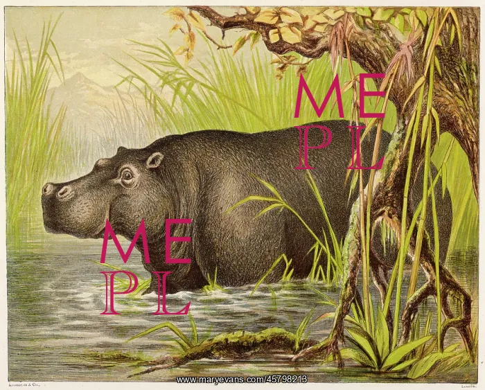 : HIPPOPOTAMUS (KRONHEIM) : HIPPOPOTAMUS (KRONHEIM)