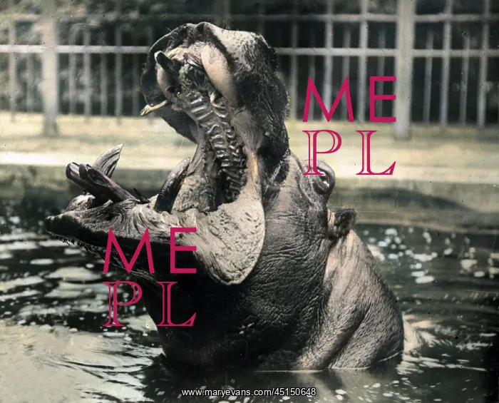  : Hippopotamus Screaming