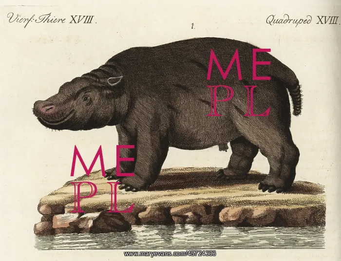 : Hippopotamus, vulnerable : Hippopotamus, vulnerable