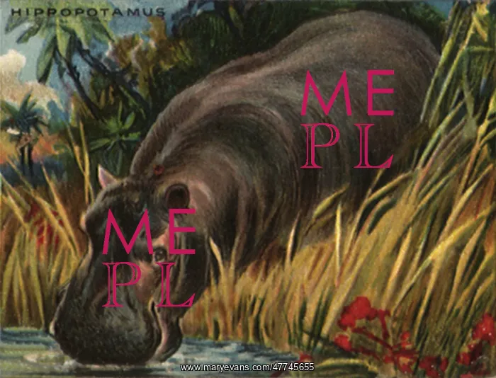  : Hippopotamus at Watering Hole
