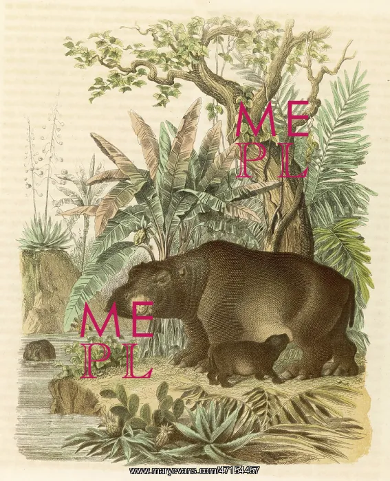 : A hippopotamus with its young : A hippopotamus with its young