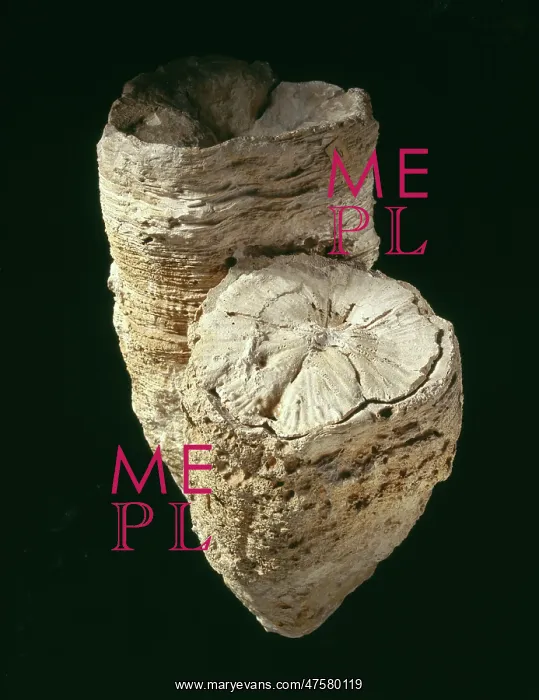 : Hippurites radiosus, rudist mollusc shell : Hippurites radiosus, rudist mollusc shell