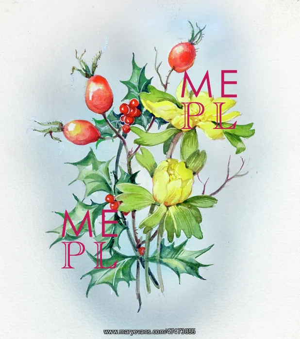  : Hips, Holly and Aconites
