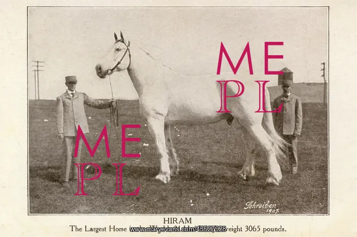 : Hiram - The largest horse in the world : Hiram - The largest horse in the world