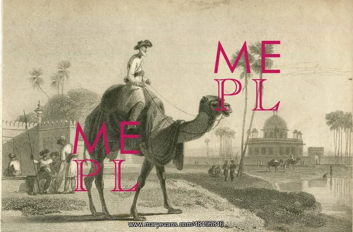: The Hirkarrah Camel by William Daniell : The Hirkarrah Camel by William Daniell