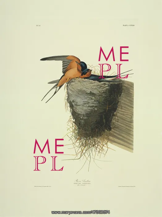 : Hirundo rustica, barn swallow : Hirundo rustica, barn swallow