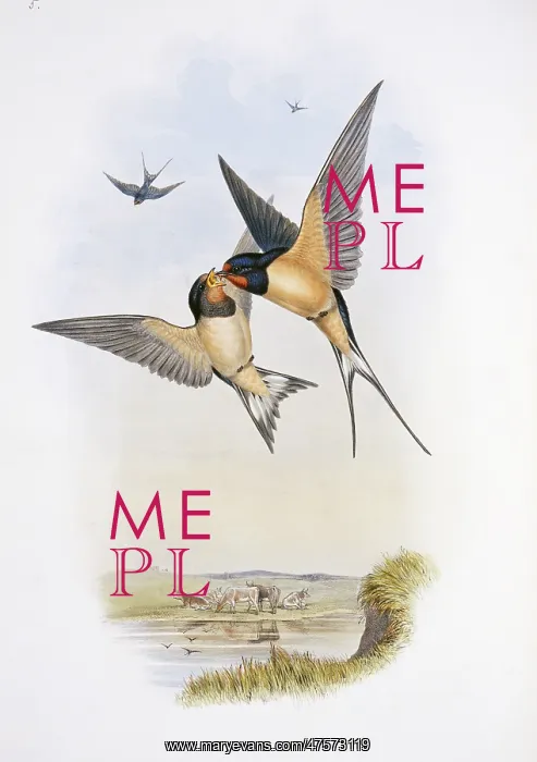 : Hirundo rustica, barn swallow : Hirundo rustica, barn swallow