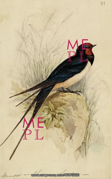 : Hirundo rustica, barn swallow : Hirundo rustica, barn swallow