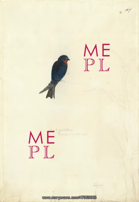: Hirundo tahitica, Pacific swallow : Hirundo tahitica, Pacific swallow