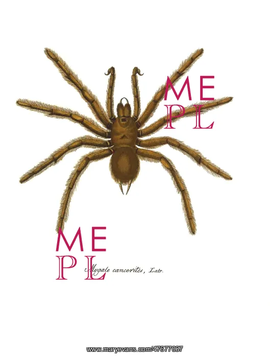 : Hispaniolan Giant Tarantula : Hispaniolan Giant Tarantula