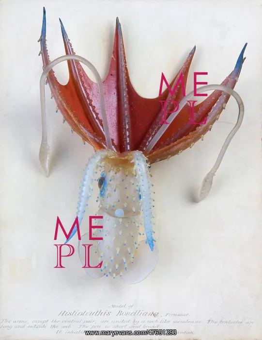 : Histioteuthis bonelliana, squid : Histioteuthis bonelliana, squid