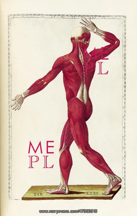: Historical Anatomical Illustration : Historical Anatomical Illustration