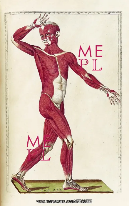 : Historical Anatomical Illustration : Historical Anatomical Illustration