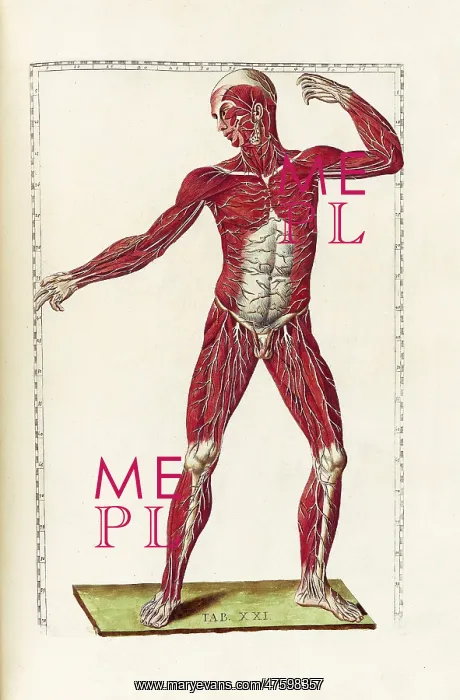 : Historical Anatomical Illustration : Historical Anatomical Illustration