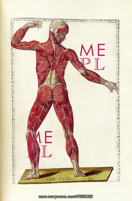 : Historical Anatomical Illustration : Historical Anatomical Illustration