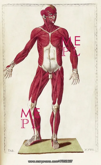 : Historical Anatomical Illustration : Historical Anatomical Illustration