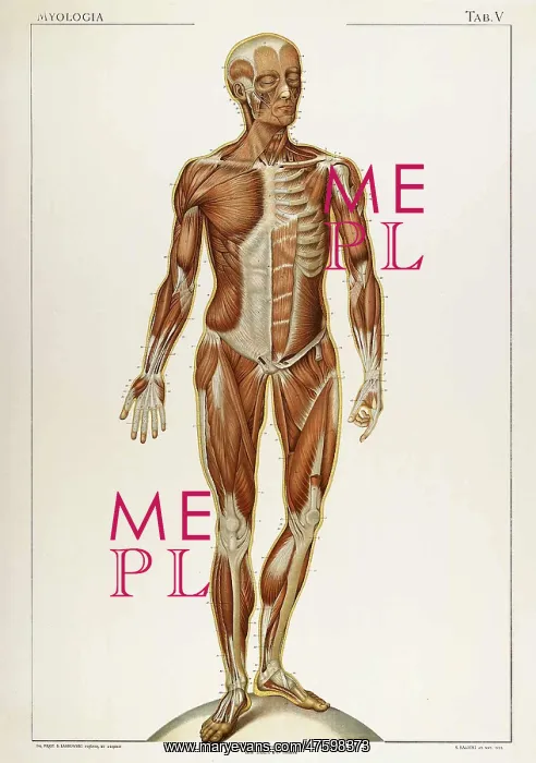 : Historical Anatomical Illustration : Historical Anatomical Illustration