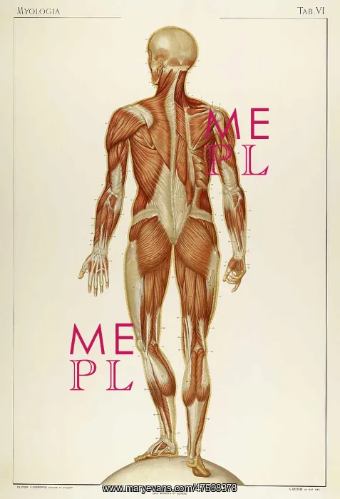 : Historical Anatomical Illustration : Historical Anatomical Illustration