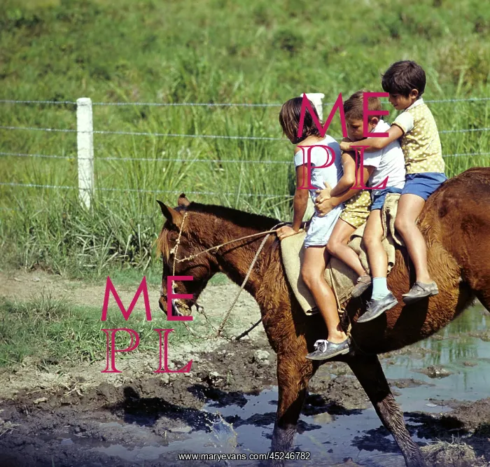 : Historical Cuba - Cattle breeding : Historical Cuba - Cattle breeding