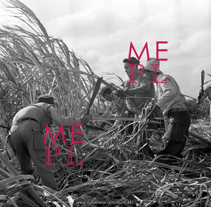 : Historical Cuba - Sugar cane harvest : Historical Cuba - Sugar cane harvest
