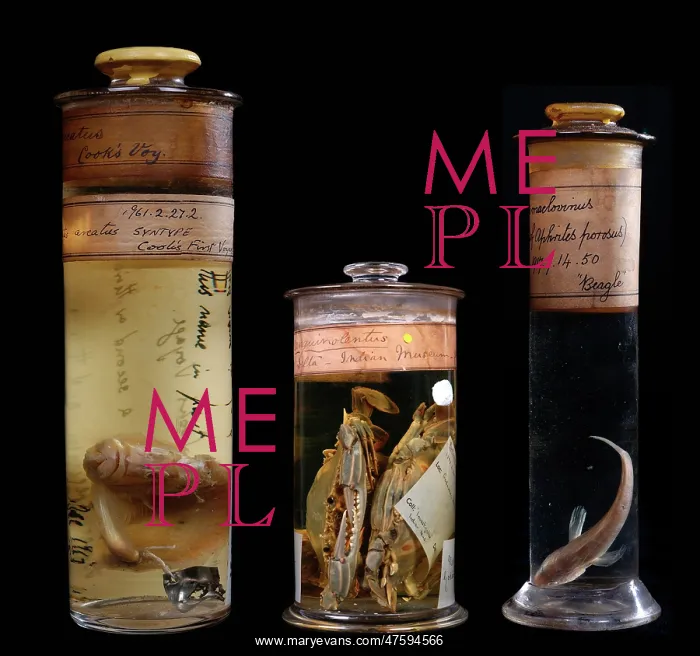 : Historical specimens from left to right : Historical specimens from left to right