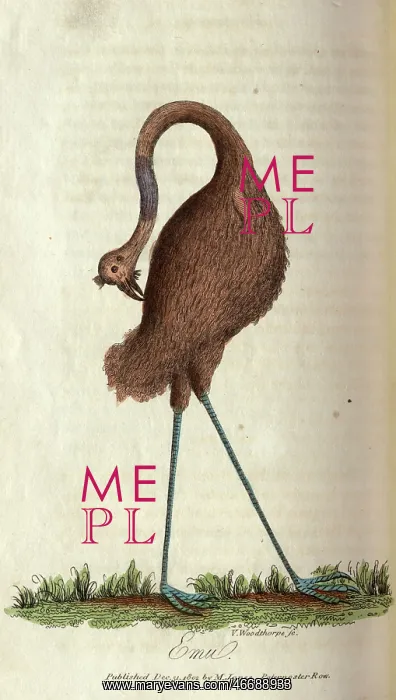 : Emu. An emu preening itself. From book: The history of New South Wales : Emu. An emu preening itself. From book: The history of New South Wales