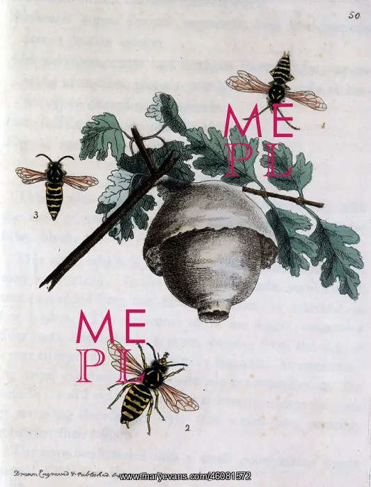 : A hive of wasps : A hive of wasps