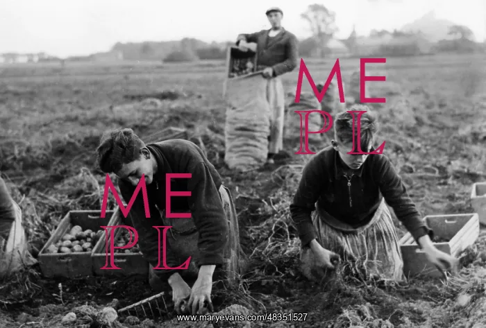: HJ as a harvest hand, 1939 : HJ as a harvest hand, 1939