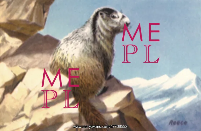  : Hoary Marmot