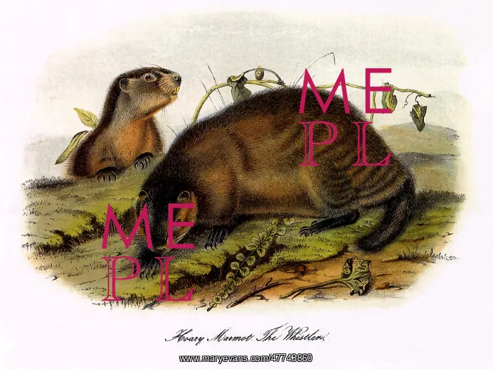  : Hoary Marmot