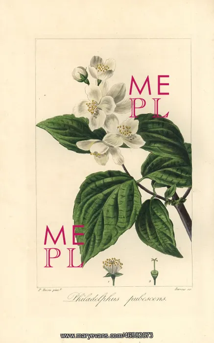 : Hoary mock orange, Philadelphus pubescens : Hoary mock orange, Philadelphus pubescens