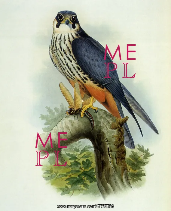  : Hobby, Falco subbuteo