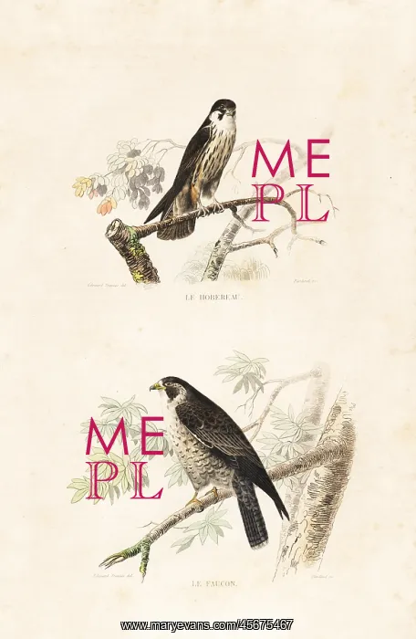 : Hobby and falcon : Hobby and falcon