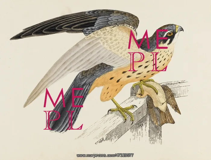 : HOBBY (MORRIS) : HOBBY (MORRIS)