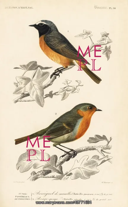 : Hodgson's redstart and European robin : Hodgson's redstart and European robin