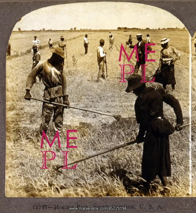 : Hoeing rice. African American farm workers ? : Hoeing rice. African American farm workers ?
