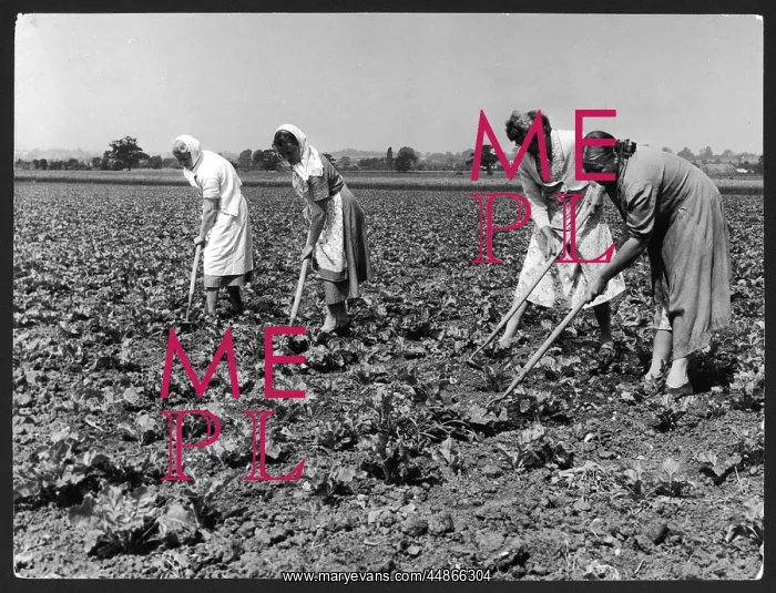 : HOEING SUGAR BEET : HOEING SUGAR BEET