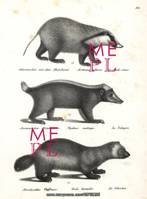 : Hog badger, Sunda stink badger and wolverine : Hog badger, Sunda stink badger and wolverine